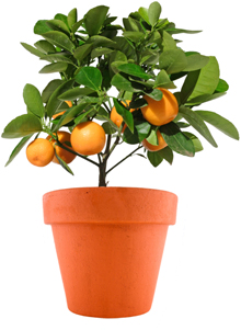 Potted Orange